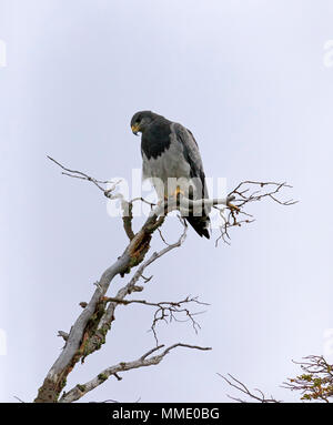 Black chested buzzard eagle, Geranoaetus melanoleucus Stock Photo