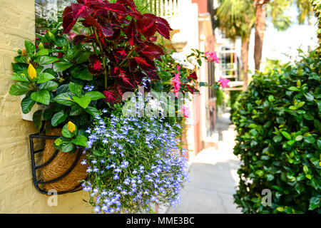 Flowering Street - Colorful Window Box flowers on a historic Charleston street in Downtown Charleston, South Carolina, USA. Stock Photo