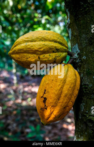 Ivory Coast. Cocoa pods on tree. Stock Photo