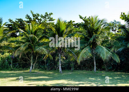 Palm trees of various sizes in a park on sunny day in Rio de Janeiro. Shadows in the foreground, and a deep blue sky. Rio de Janeiro, Brazil Stock Photo