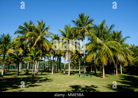 Palm trees of various sizes in a park on sunny day in Rio de Janeiro. Shadows in the foreground, and a deep blue sky. Rio de Janeiro, Brazil Stock Photo
