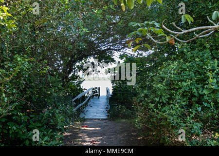 Pathway to small wooden dock in lake, covered in vegetation. Lake can be seen in the background. Marapendi Lagoon, Rio de Janeiro. Stock Photo