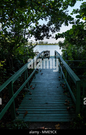 Pathway to small wooden dock in lake, covered in vegetation. Lake can be seen in the background. Marapendi Lagoon, Rio de Janeiro. Stock Photo