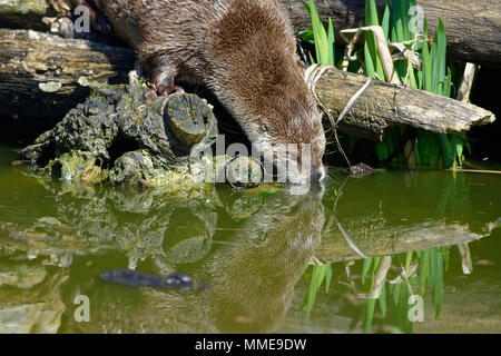 North American River Otter - Lontra canadensis  on log with reflection