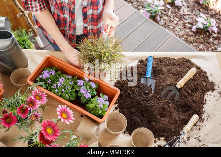 High angle of gardener replanting flowers at table with soil, tools, plants and pots Stock Photo