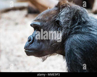 The face of an Orangutan. Bornean Orangutan (orang-utan, Pongo pygmaeus) portrait. Stock Photo