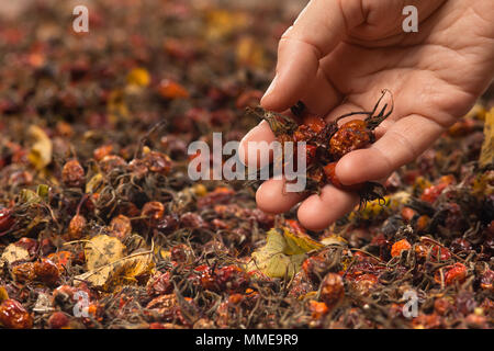 hand holding dry berries of rose hips, close up Stock Photo