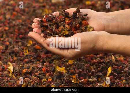 closeup of hands holding drying rose hips Stock Photo