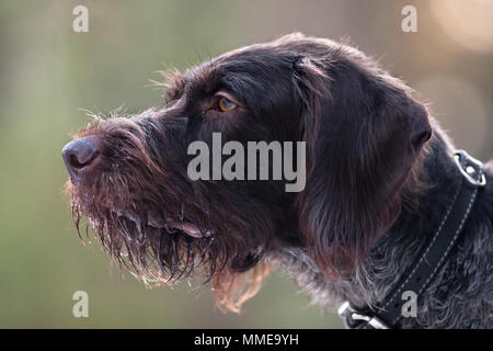 head of german wirehaired pointer on blurred background Stock Photo