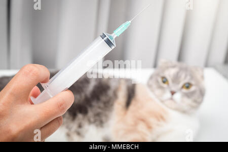 Veterinarian hand with syringe and cat close up photo Stock Photo