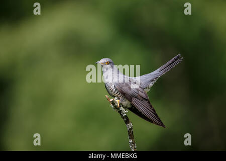 An Eurasian or Common cuckoo Stock Photo
