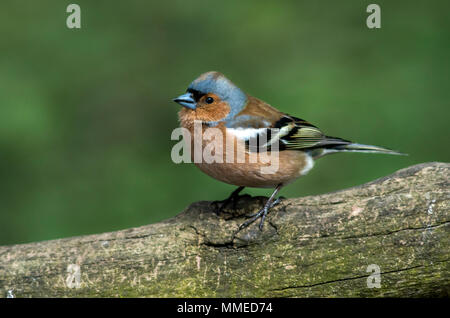 male chaffinch showing blue bill that denotes breeding condition. Stock Photo