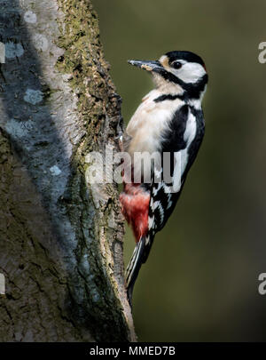 Greater Spotted Woodpecker (Dendrocopos major)