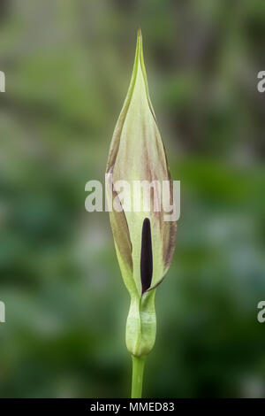 Cuckoo Pint also known as Lords and Ladies. Latin name Arum maculatum Stock Photo
