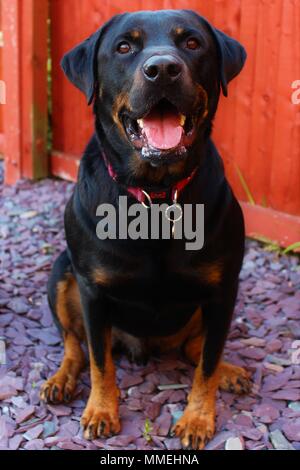 doberman rottweiler mix puppies