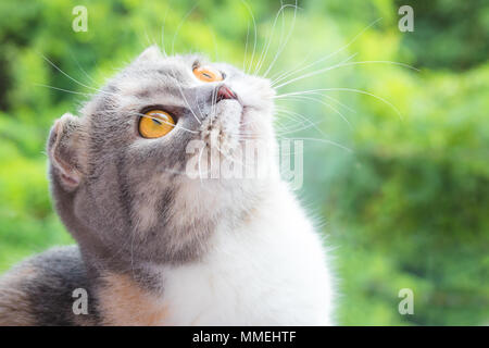 Close-up of little Scottish Fold kitten with green natural background . Stock Photo