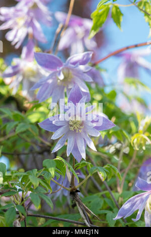 Clematis macropetala 'lagoon' flower. Clematis alpina Blue Lagoon Stock Photo