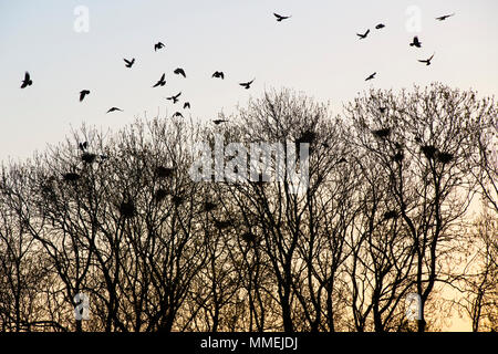 A rookery in spring trees in the cotswold countryside at sunrise. Cotswolds, Oxfordshire, England Stock Photo