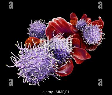Activated T lymphocytes and red blood cells (RBCs). Coloured scanning electron micrograph (SEM) of activated T lymphocytes and RBCs from a human blood Stock Photo