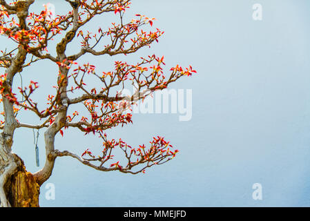 Chinese Bonsai plants in Montreal botanical garden, Canada Stock Photo