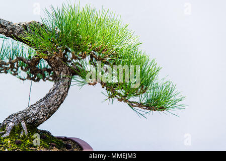 Chinese Bonsai plants in Montreal botanical garden, Canada Stock Photo