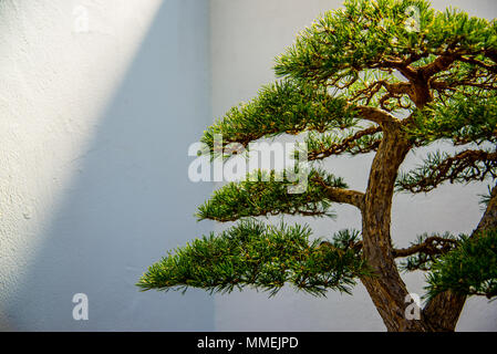 Chinese Bonsai plants in Montreal botanical garden, Canada Stock Photo