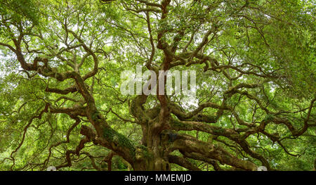 Angel Oak Tree - Full view of the Angel Oak Tree, on Johns Island near Charleston, South Carolina, USA. Stock Photo