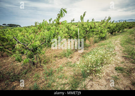 Peach orchard and cloudy sky. Field with peach trees and daisy flowers. Fruit farming Stock Photo