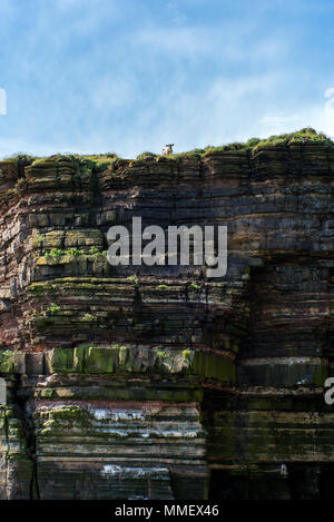 An inquisitive sheep on top of the cliffs at Duncansby Head close to the Stacks of Duncansby. Stock Photo