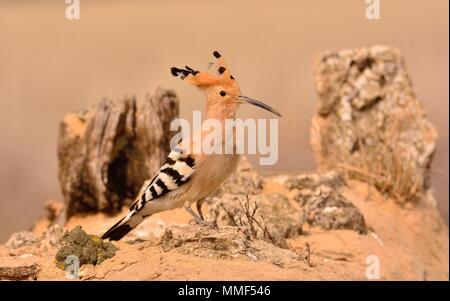 Eurasian Hoopoe or Upupa epops, beautiful brown bird perching on branch waiting to feed its chicks with brown background. Stock Photo