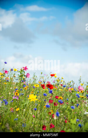 Wild Flower meadow in Wales U.K. Stock Photo