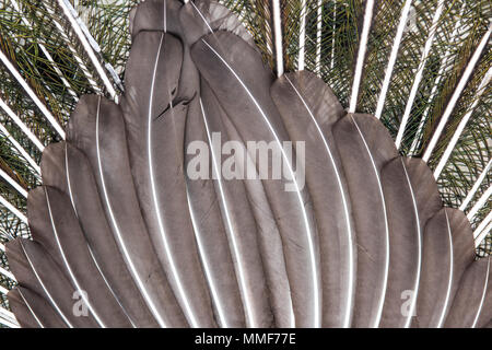 Detail of grey peacock feathers - background Stock Photo