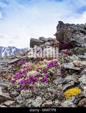 Red flowers scattered on granite boulders in sunny day. Stock Photo