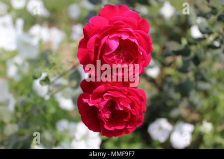 Two red roses in a garden resembling the digit '8' Stock Photo