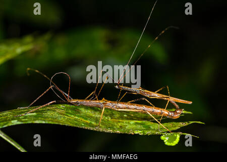 A smaller male Phasmid, stick insect, mating with a larger female in the rainforest. Stock Photo