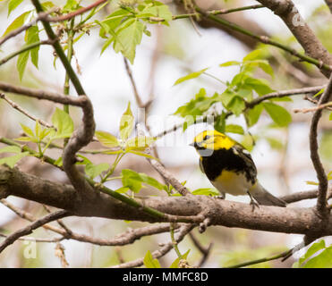 Black Throated Green Warbler. It's dark black bib and bright yellow face are unique amongst Eastern birds, and it's persistent song of 'zoo-zee, zoo-z Stock Photo