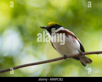 A colorful male Chestnut Sided Warbler bird seen at Magee Marsh in Northwest Ohio during the spring migration. Stock Photo