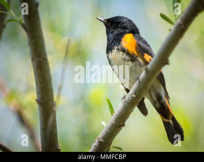 An American Redstart  bird seen  at Magee Marsh in Northwest Ohio during spring migration. Stock Photo