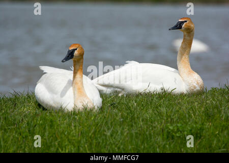Trumpeter Swans demand superlatives: they’re our biggest native waterfowl, stretching to 6 feet in length and weighing more than 25 pounds. Stock Photo