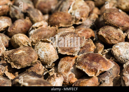 Seeds of the Copausu used to make ice-cream and snack bars drying in the sun. Stock Photo