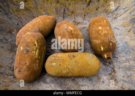 Seeds of the Copausu used to make ice-cream and snack bars. Stock Photo