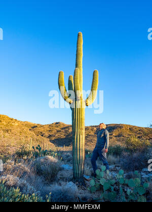 Man looking up at towering Saguaro cactus at Saguaro National Park, Tucson Arizona, USA Stock Photo
