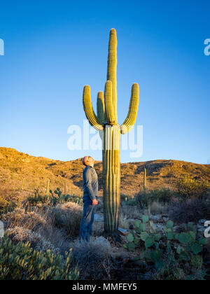 Man looking up at towering Saguaro cactus at Saguaro National Park, Tucson Arizona, USA Stock Photo