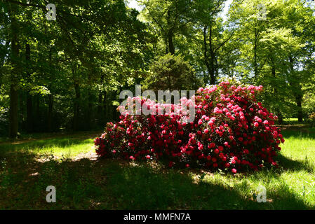 05 May 2018, Germany, Duesseldorf-Angermund: Flowering rhododendron plants at Heltdorf Palace, a moated castle from the 11th century and today a part of of Count Spee's property. It is surrounded by the most beautiful forest park in Lower North Rhine-Westphalia, inspired by English landscapes. It has the second oldest rhododendron samples in Germany, which are the flagships of the park. Alone in the East Frisian Westerwede there are more of these plants. · NO WIRE SERVICE · Photo: Horst Ossinger//dpa Stock Photo