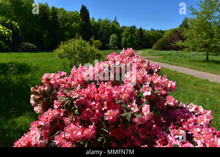 05 May 2018, Germany, Duesseldorf-Angermund: Flowering rhododendron plants at Heltdorf Palace, a moated castle from the 11th century and today a part of of Count Spee's property. It is surrounded by the most beautiful forest park in Lower North Rhine-Westphalia, inspired by English landscapes. It has the second oldest rhododendron samples in Germany, which are the flagships of the park. Alone in the East Frisian Westerwede there are more of these plants. · NO WIRE SERVICE · Photo: Horst Ossinger//dpa Stock Photo