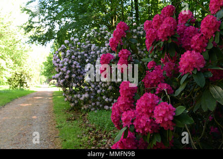 05 May 2018, Germany, Duesseldorf-Angermund: Flowering rhododendron plants at Heltdorf Palace, a moated castle from the 11th century and today a part of of Count Spee's property. It is surrounded by the most beautiful forest park in Lower North Rhine-Westphalia, inspired by English landscapes. It has the second oldest rhododendron samples in Germany, which are the flagships of the park. Alone in the East Frisian Westerwede there are more of these plants. · NO WIRE SERVICE · Photo: Horst Ossinger//dpa Stock Photo