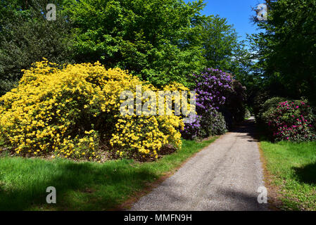 05 May 2018, Germany, Duesseldorf-Angermund: Flowering azaleas and rhododendron plants at Heltdorf Palace, a moated castle from the 11th century and today a part of of Count Spee's property. It is surrounded by the most beautiful forest park in Lower North Rhine-Westphalia, inspired by English landscapes. It has the second oldest rhododendron samples in Germany, which are the flagships of the park. Alone in the East Frisian Westerwede there are more of these plants. · NO WIRE SERVICE · Photo: Horst Ossinger//dpa Stock Photo