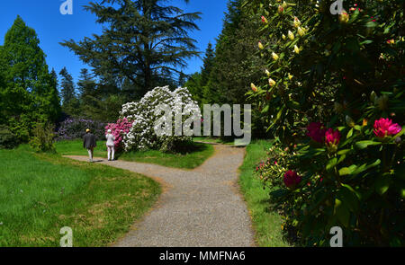 05 May 2018, Germany, Duesseldorf-Angermund: Flowering rhododendron plants at Heltdorf Palace, a moated castle from the 11th century and today a part of of Count Spee's property. It is surrounded by the most beautiful forest park in Lower North Rhine-Westphalia, inspired by English landscapes. It has the second oldest rhododendron samples in Germany, which are the flagships of the park. Alone in the East Frisian Westerwede there are more of these plants. · NO WIRE SERVICE · Photo: Horst Ossinger//dpa Stock Photo