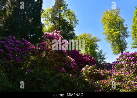 05 May 2018, Germany, Duesseldorf-Angermund: Flowering rhododendron plants at Heltdorf Palace, a moated castle from the 11th century and today a part of of Count Spee's property. It is surrounded by the most beautiful forest park in Lower North Rhine-Westphalia, inspired by English landscapes. It has the second oldest rhododendron samples in Germany, which are the flagships of the park. Alone in the East Frisian Westerwede there are more of these plants. · NO WIRE SERVICE · Photo: Horst Ossinger//dpa Stock Photo