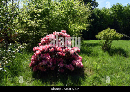 05 May 2018, Germany, Duesseldorf-Angermund: Flowering rhododendron plants at Heltdorf Palace, a moated castle from the 11th century and today a part of of Count Spee's property. It is surrounded by the most beautiful forest park in Lower North Rhine-Westphalia, inspired by English landscapes. It has the second oldest rhododendron samples in Germany, which are the flagships of the park. Alone in the East Frisian Westerwede there are more of these plants. · NO WIRE SERVICE · Photo: Horst Ossinger//dpa Stock Photo